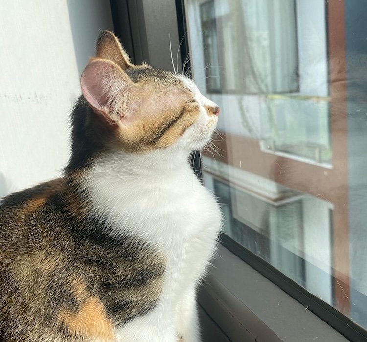 Scout - The Paws on the Dashboard