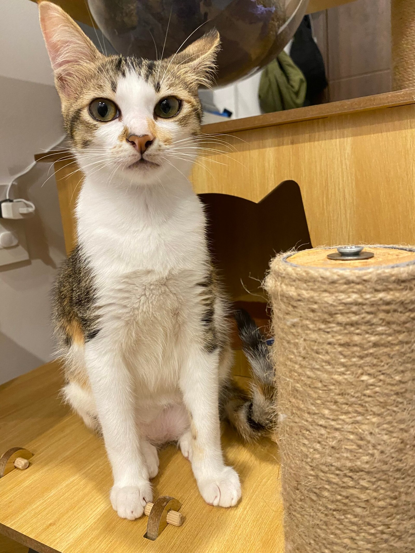 Scout (Scouty) adventurous spirit - Our Co-Pilots with Paws