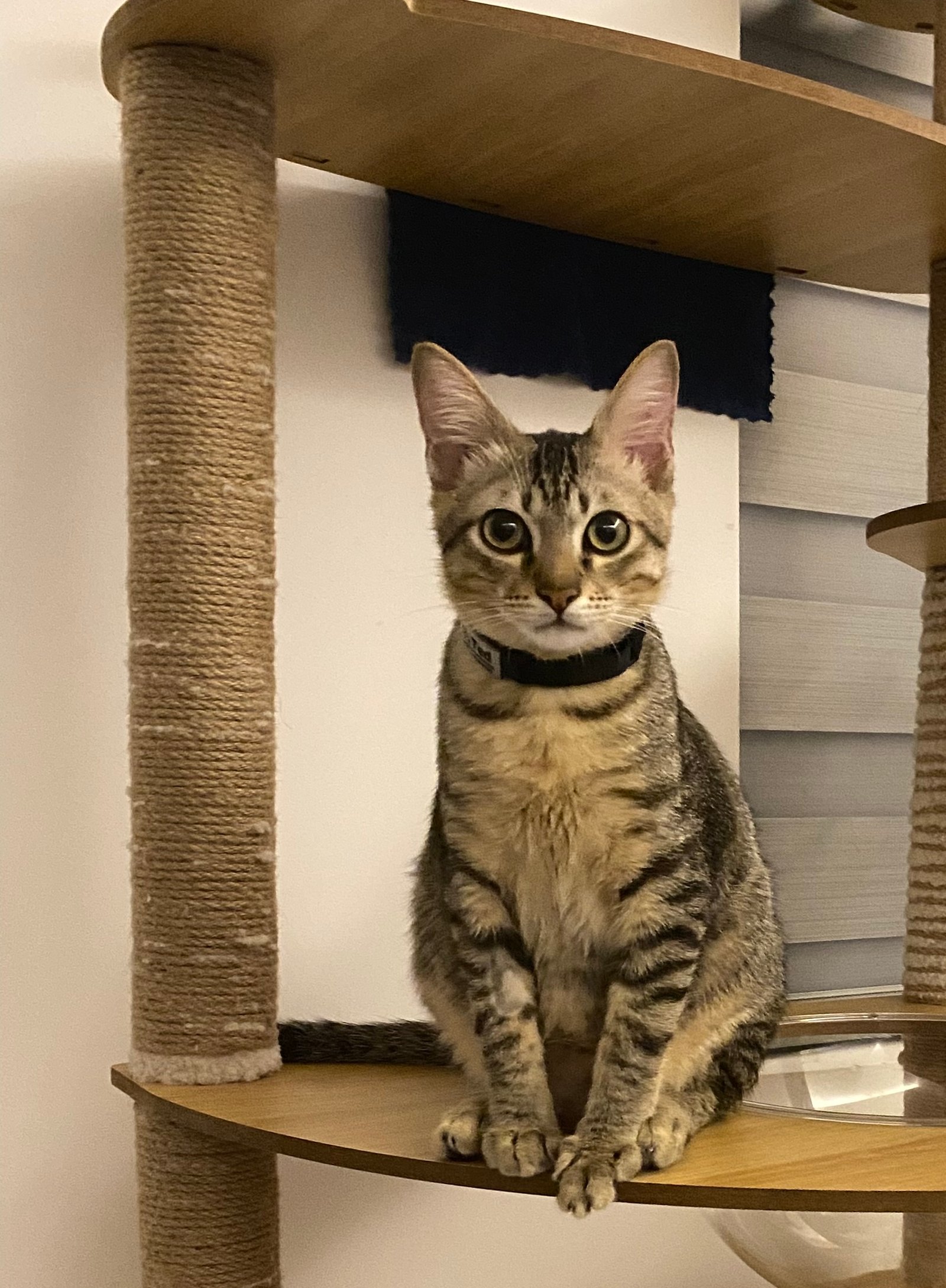 Ted (Teddy) gentle observer - Scout (Scouty) adventurous spirit - Our Co-Pilots with Paws